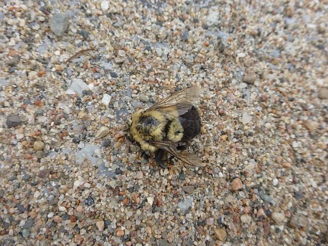 www maxpixel net Bumblebee Macro Bug Close up Dead Bee Insect 680092 640x480