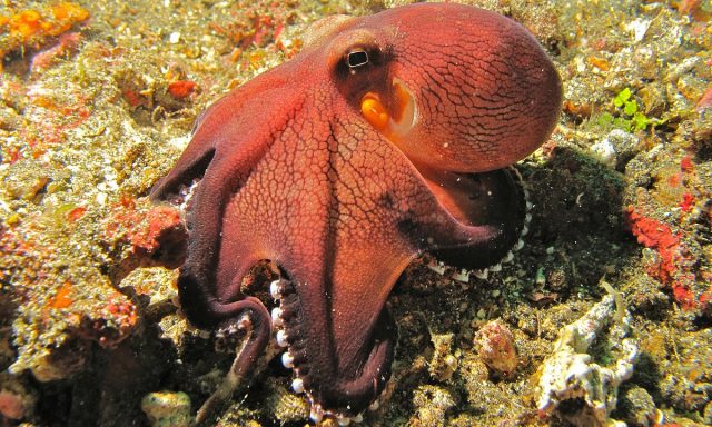 1200px Coconut Octopus Amphioctopus marginatus 6079648725 640x384