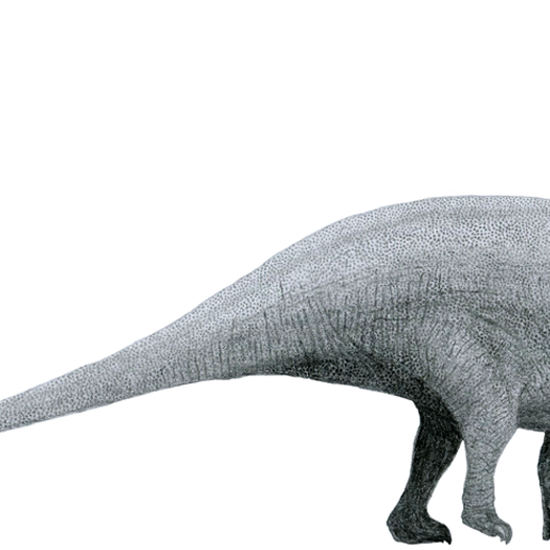 Bigger Brontosaurus and Biggest Big Bird Found