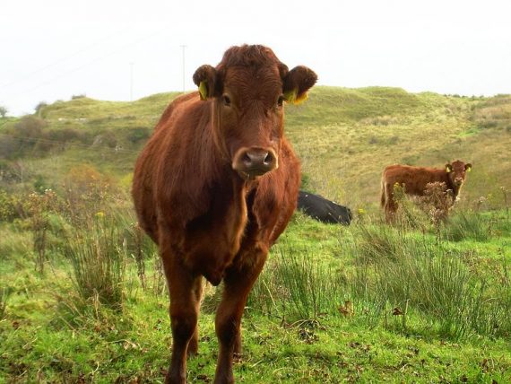 800px Red cow on limestone pasture in Boho 570x428
