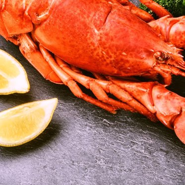 People Are Getting Lobsters Stoned and Giving Octopuses MDMA