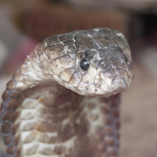 Addicted to Opioids? Try Letting a Cobra Bite Your Tongue