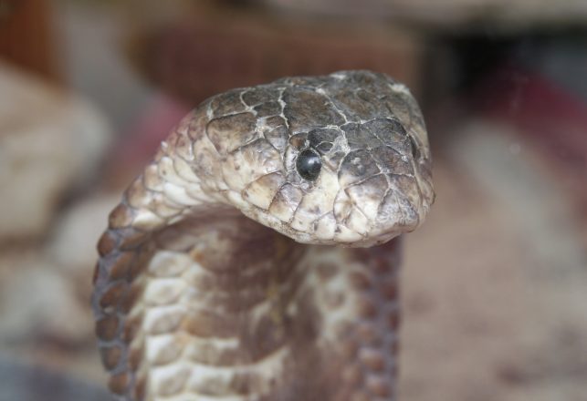 Addicted to Opioids? Try Letting a Cobra Bite Your Tongue