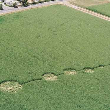 Strange Activity in a Crop Circle