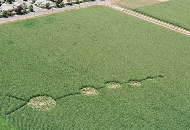 Strange Activity in a Crop Circle