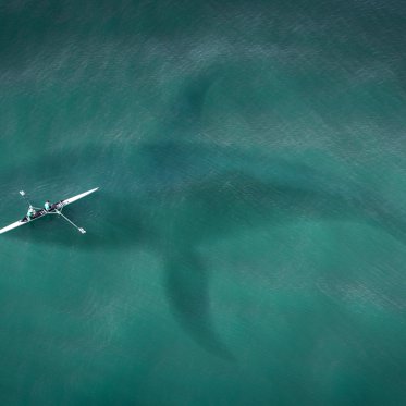 Georgia Sea Monster Turns Out to Just be Modern Art