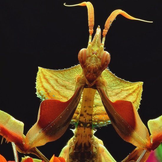 Monster Mantis Seen Gulping Guppies for the First Time