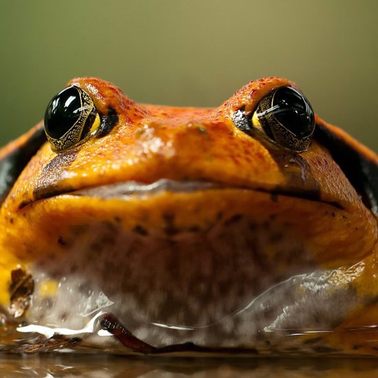 New DNA Kit Lets Anyone Make DIY Mutant Frogs