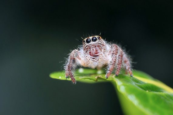 jumping spider 1130449 640 570x379