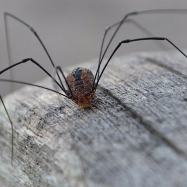 Ziggy Was Right About Spiders On Mars