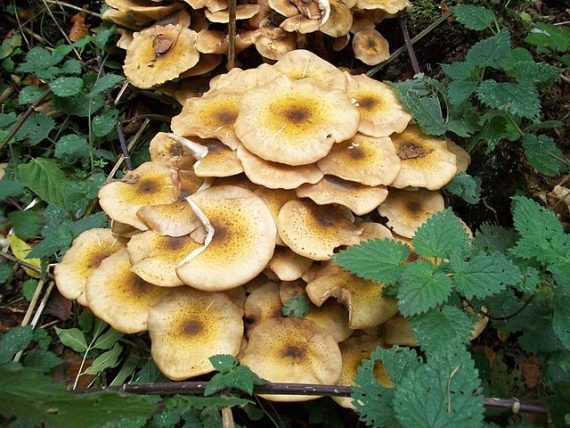 640px Honey Fungus Armillaria mellea 570x428