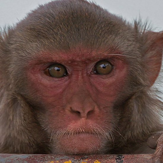 Rise of the Apes — Gang of Monkeys Attacks Man With Bricks