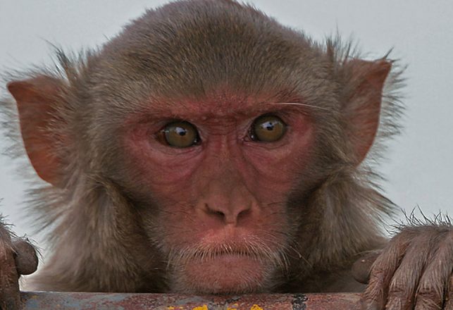 Chupacabras? No: Rhesus Monkeys!