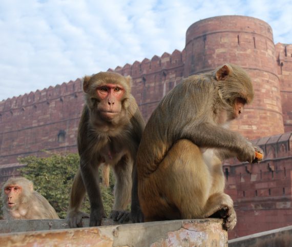 Macaque India 4 570x482