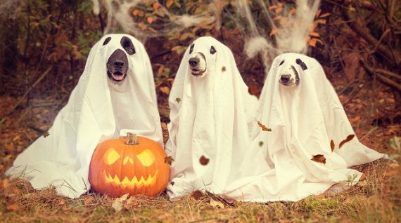 ghost dog halloween 570x318