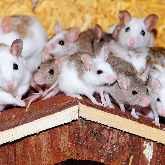 Chinese Researchers Create Healthy Mice With 2 Biological Mothers And No Father