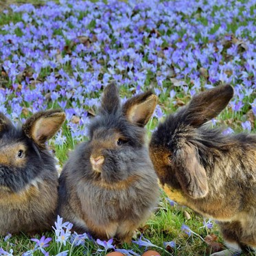 Serial Killer of Rabbits Spreads Hare-Raising Fears