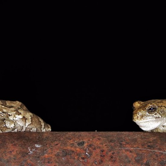 Biblical Plague of Frogs Hits North Carolina