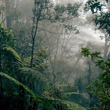 World’s Oldest Animal Drawing Found In Borneo Cave