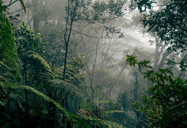 World’s Oldest Animal Drawing Found In Borneo Cave