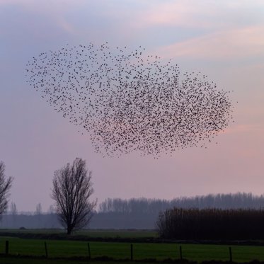 Unexplained Bird Deaths in Oregon Baffle Animal Experts