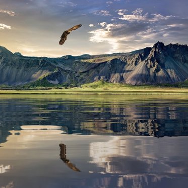 Bird Thought To Be Extinct Spotted In New Zealand