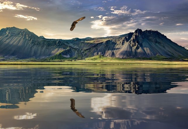 Bird Thought To Be Extinct Spotted In New Zealand