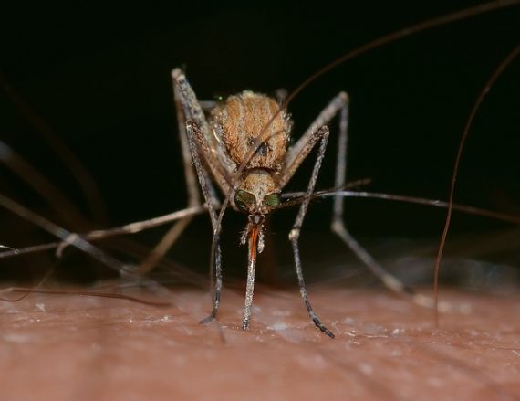 mosquito malaria deadliest animal gene drive 570x439