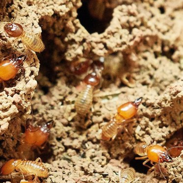 Giant Brazilian Termite Mounds Can Be Seen From Outer Space