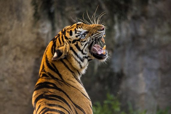 tiger attack india 570x379