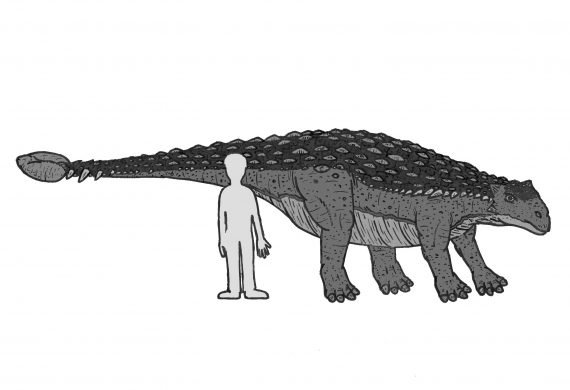 Ankylosaurs 1 570x390