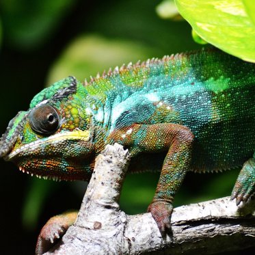 Ancient Peruvian People Used Chameleon Urine To Paint Pottery