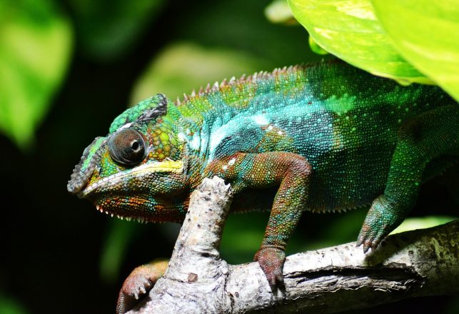 Ancient Peruvian People Used Chameleon Urine To Paint Pottery