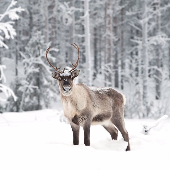 Santa Claus Stranded? Reindeer Are Mysteriously Vanishing from the North Pole