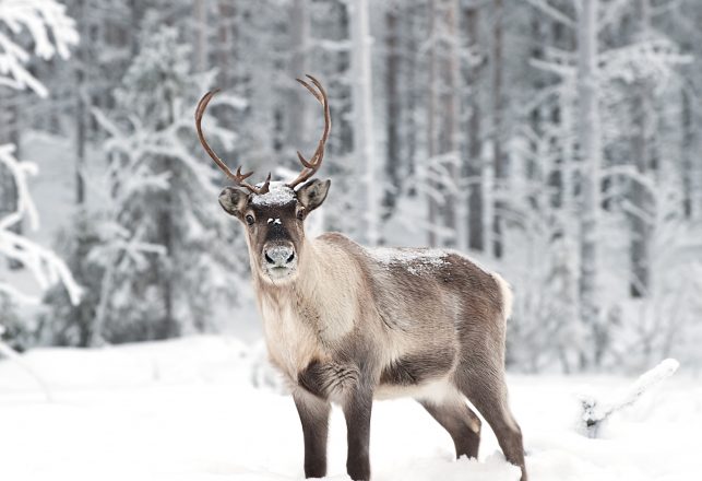 Santa Claus Stranded? Reindeer Are Mysteriously Vanishing from the North Pole