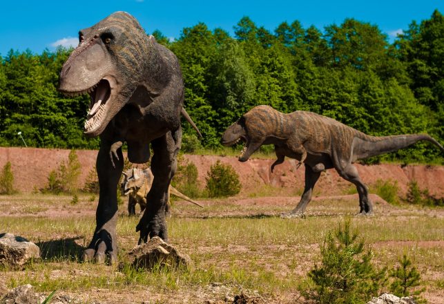 Fossils Reveal New Species Of Dog-Size Dinosaur