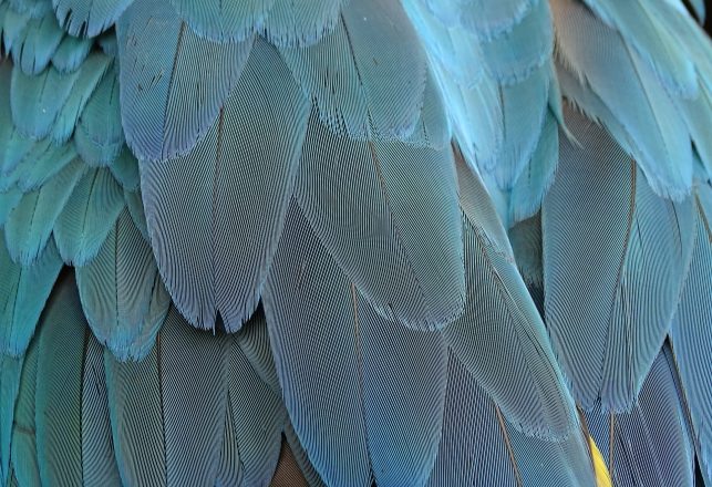 Ancient Bird Feathers And a Furry Flying Reptile