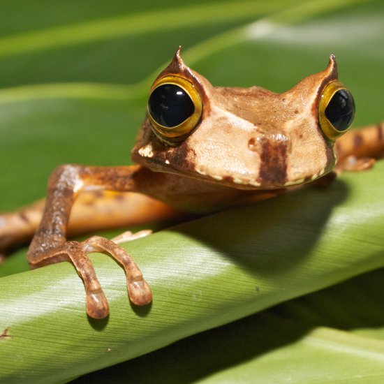 Extinct Frog Reappears In Ecuador
