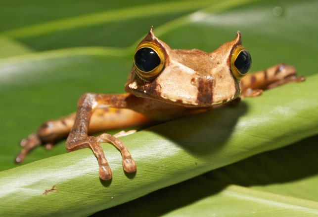 Extinct Frog Reappears In Ecuador