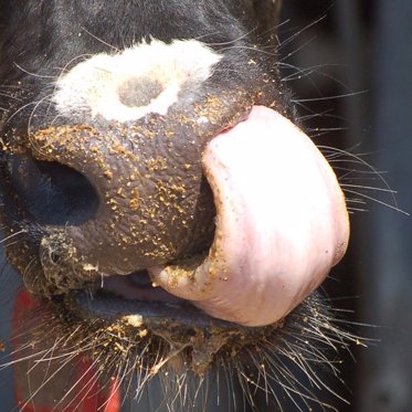 Monster Steers and Bulging Buff Bovines are on the Rise