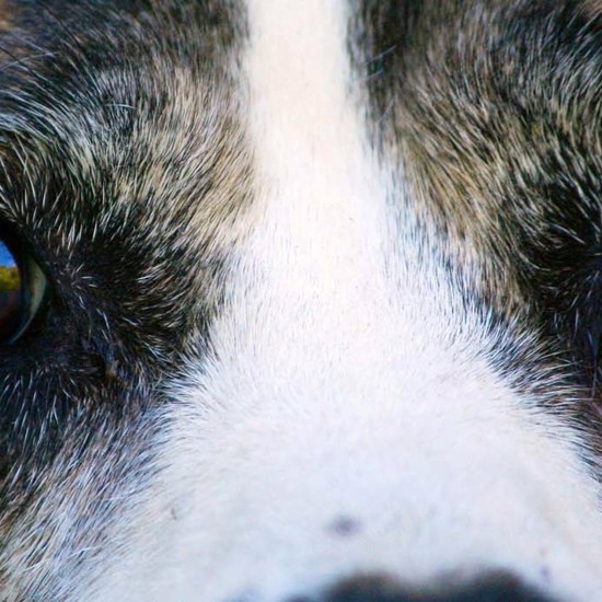 The CIA Secretly Created Mind-Controlled Dogs