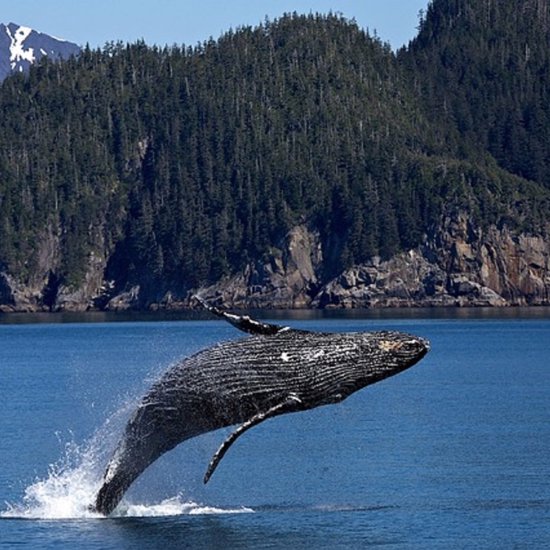 Humpback Whale Communication Could Help SETI Talk to Aliens