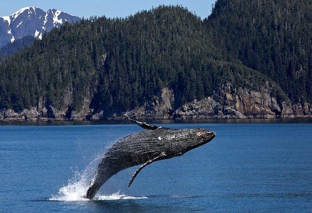 Humpback Whale Communication Could Help SETI Talk to Aliens