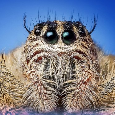 Spider Milk is Apparently Delicious (To Spiderlings)