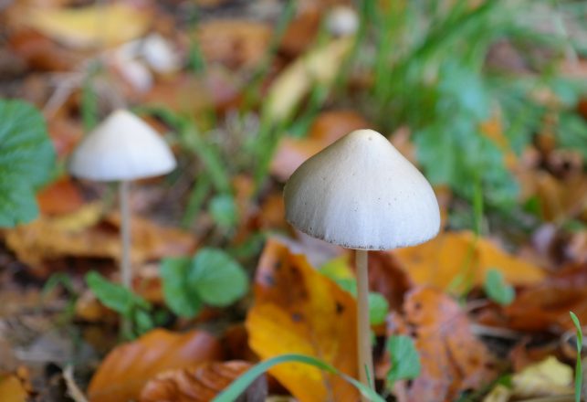 Oregon Takes First Step Towards Legalizing Magic Mushrooms
