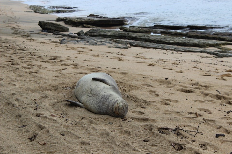 No One Knows How Hawaiian Seals Are Getting Eels in Their Noses