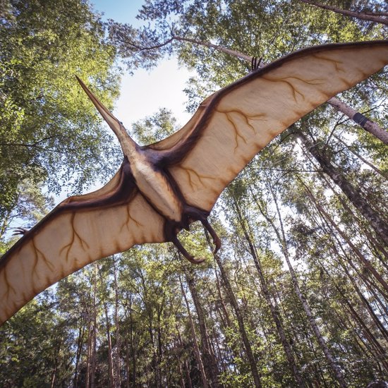 Fossil Reveals Mid-Air Battle Between Pterosaur and Prehistoric Shark