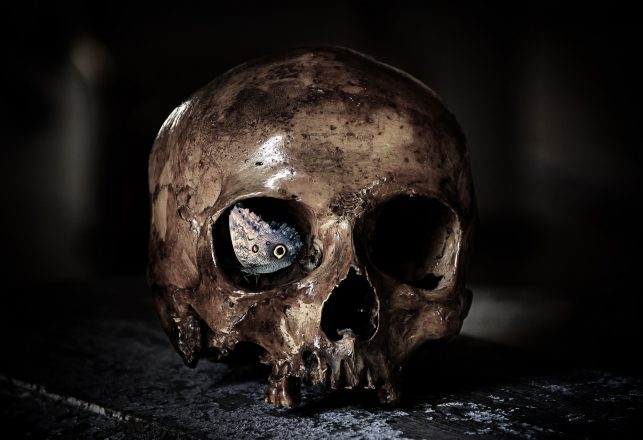 Man Smuggling 50 Human Skulls and Femurs For Use in “Black Magic and Occult Rituals” Arrested in India