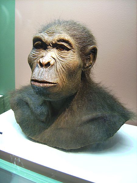 450px Homo habilis