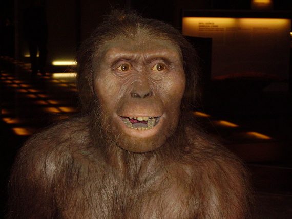 800px Australopithecus afarensis 570x428
